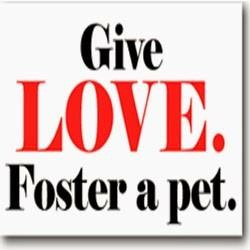 Give Love Foster a Pet
